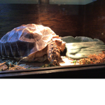 ITS A TORTOISE NOT A TURTLE