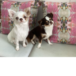 CUTEEEE DAWWWWGZZZZZ