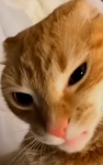 EI GATTO