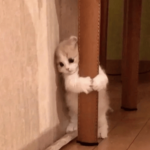 Da cat group (yes)