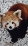 The Awesome Red Pandas