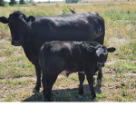 Ranch Family Page