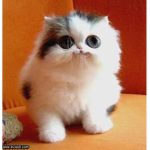 The Kitty Clash