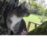 Cat charity clothing