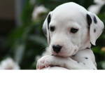 puppy love please join this was expensive
