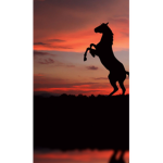 Horsebesties