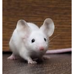 mouse man gang