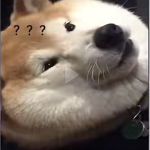 狗仔軍團