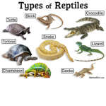 Reptiles for life