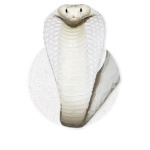 WhiteCobras