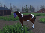 {~Maple oaks equine centre~}