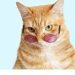 Tay tay the cat gang