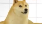 The doge fan group11419