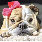 ~||~ The Bulldog Republic ~||~