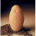Potato From Idaho