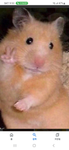 Hamster(햄스터) 그룹