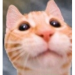 Gato's Followers