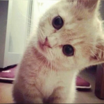 'fawne