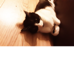 Cats are lords