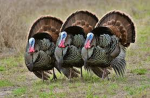 Handsome turkeys