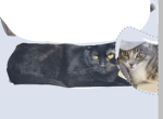 My _ kitten fans