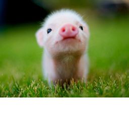 pig explorer.
