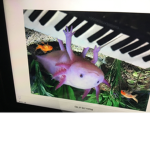 Axolotl owners