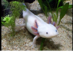 Axolotl Fan Page!