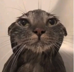 The Cat Meme Military