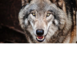 created wolf