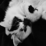 ,meraki