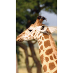 Giraffe People only