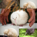 The Kiwi Sanctuary