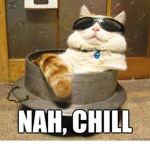 Cat group and chill cat group