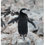 The Penguinleader group