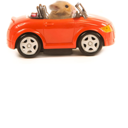 Hamster Racerz