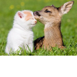 iloveallpets