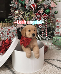 -leah angels-