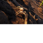 the spider famly group