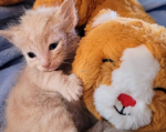 kitinz