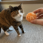 cattwins
