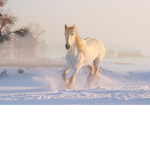 hail and horses