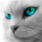 Cat's Lover Group
