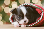 :3 Puppy Luvers :3