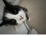 Little chocos