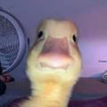 ducks lemonade