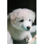 love the dogs and pups