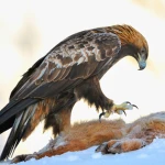 Aquila Chrysaetos Group Thumbnail