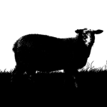white lamb