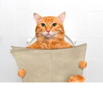 Cat Pee Squad